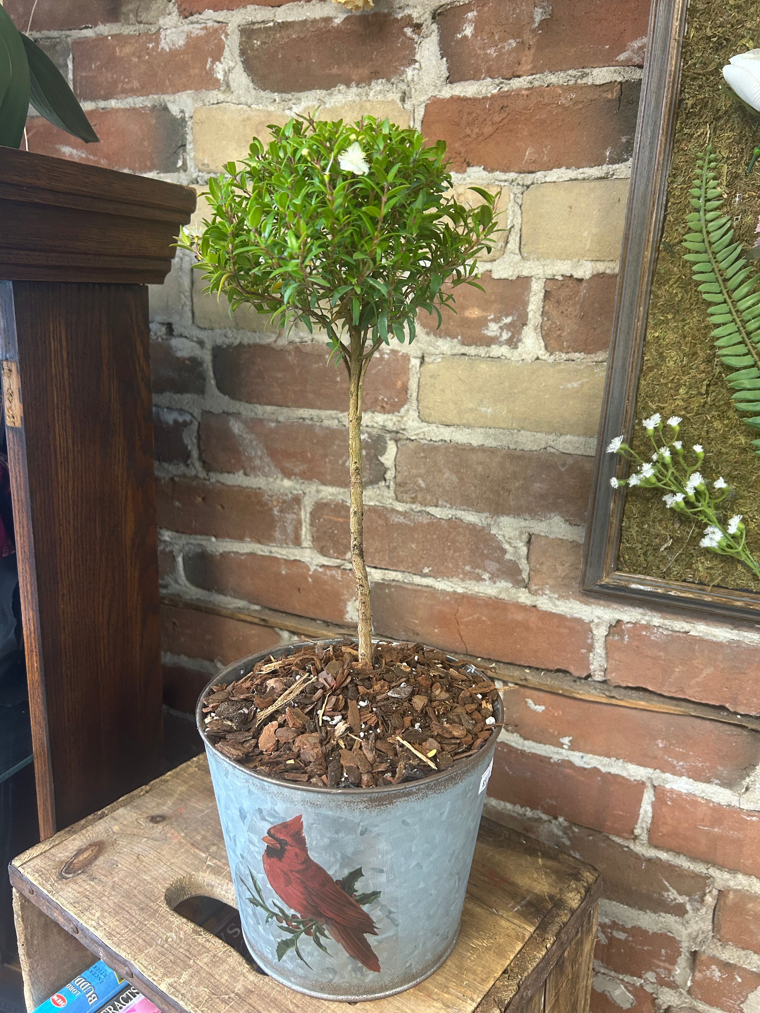 Myrtle Topiary Tree - 1 Pack Artificial Topiary Plant for Home & Office Decor | Perfect for Indoor Greenery, Wedding Centerpieces, and Garden Landscaping