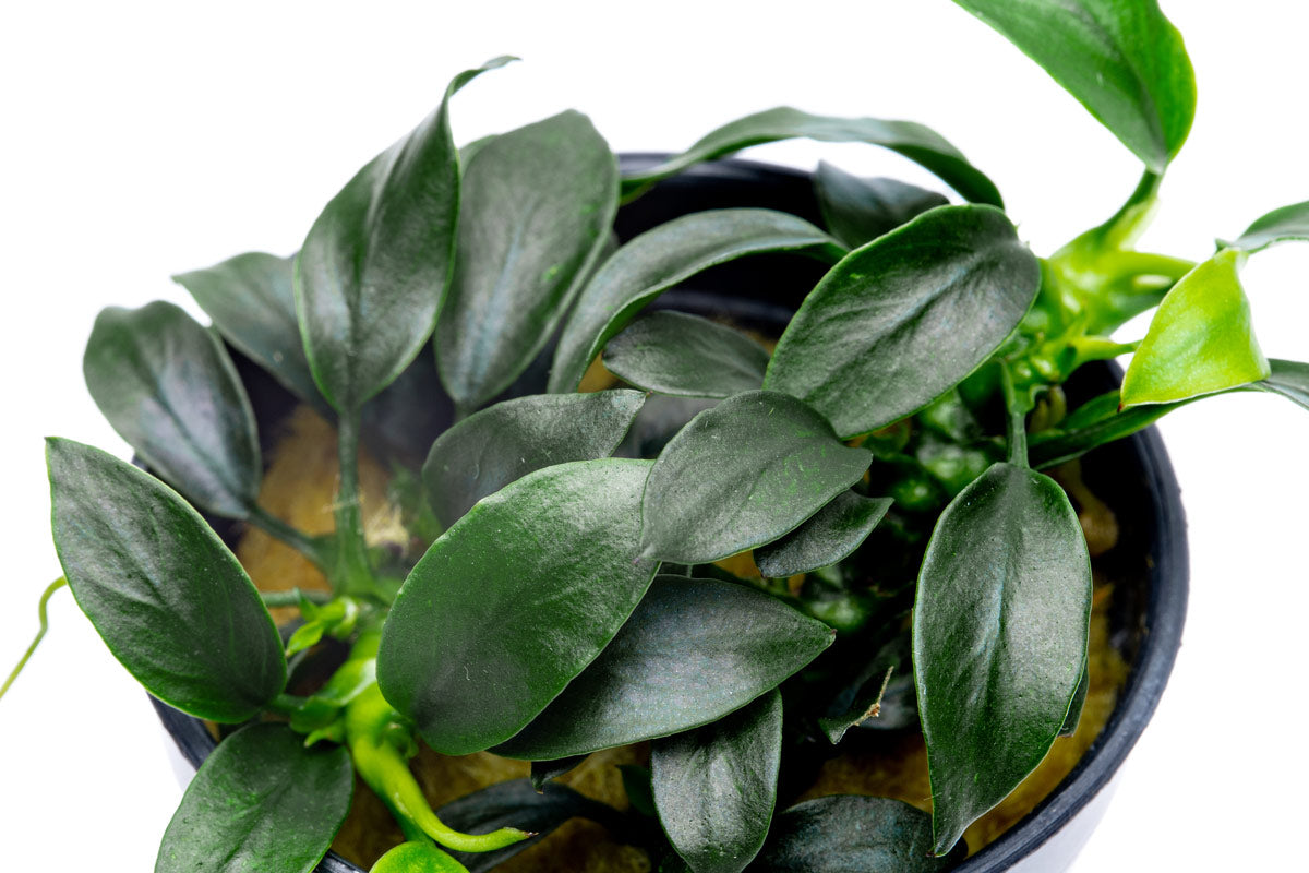 Anubias Nana Pangolino Live Aquarium Plant - Small & Hardy Freshwater Aquatic Plant for Fish Tanks, Aquascaping & Low Light Aquariums | Perfect for Nano Tanks, Shrimp Habitats & Betta Fish Environments