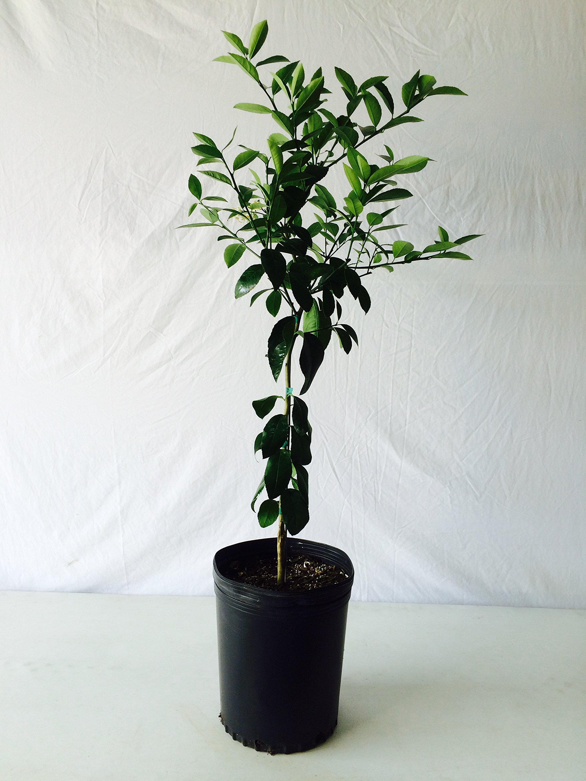 3-4 Foot Owari Satsuma Orange Tree in 3.5-Gallon Pot - Dwarf Citrus Fruit Tree for Home Garden, Patio & Indoor Planting - Fresh Organic Oranges Year Round