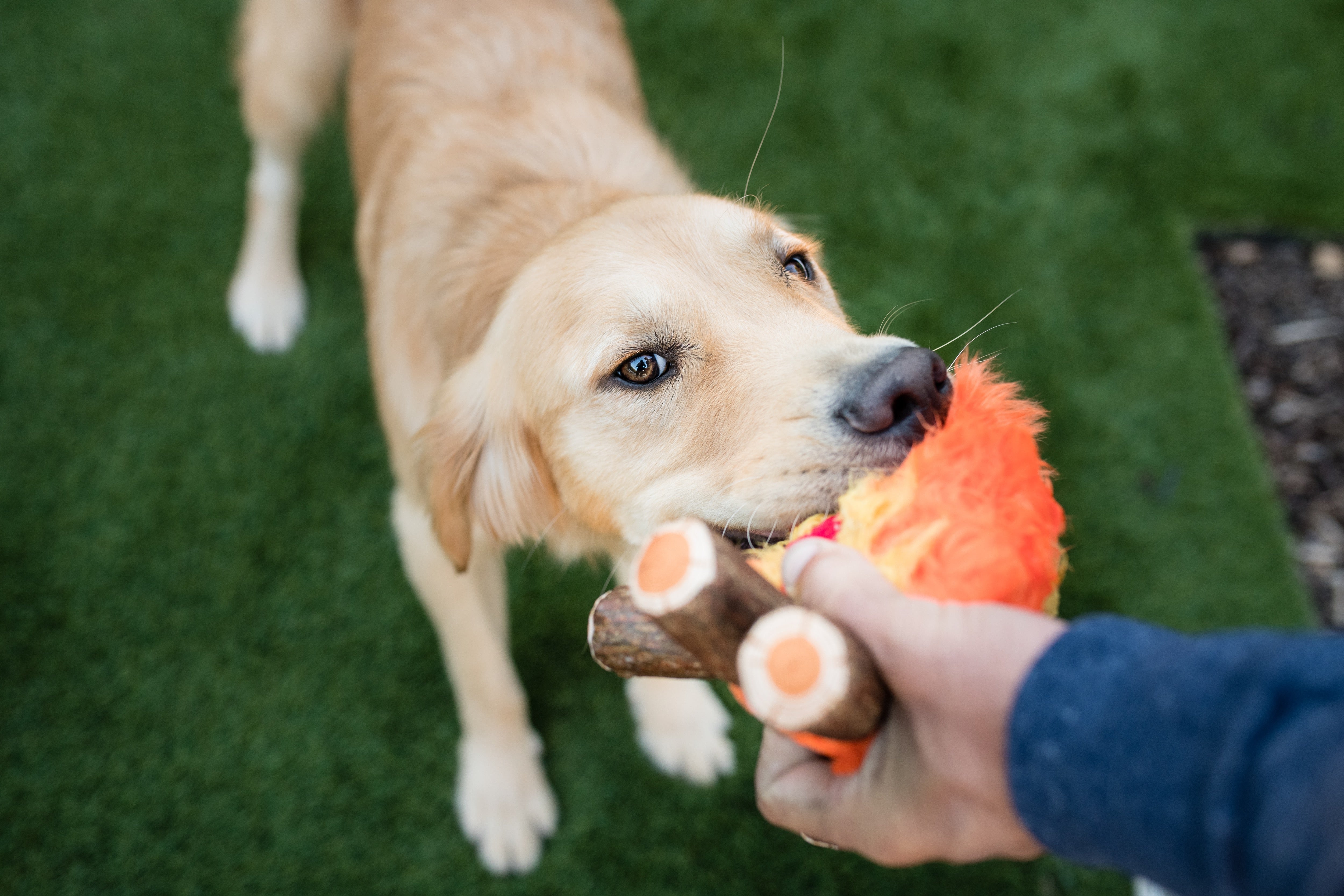 La Fogata Dog Chew Toy - Camp Corbin™ Plush Squeaky Chew Toy for Dogs | Pet P.L.A.Y. | Perfect for Playtime, Training & Outdoor Adventures