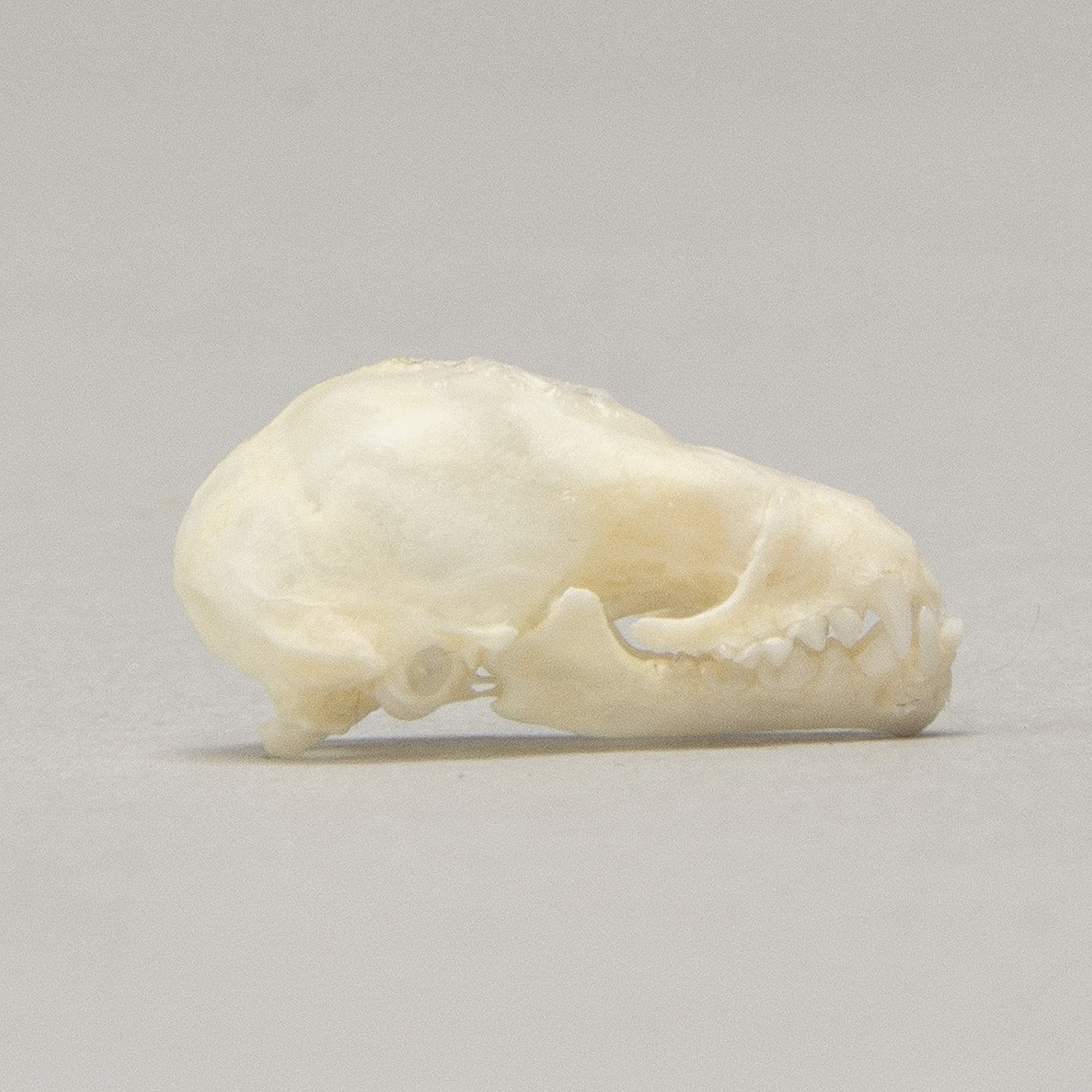 Authentic Seba's Short-Tailed Bat Skull Specimen - Perfect for Science Education, Halloween Decor & Gothic Collectibles