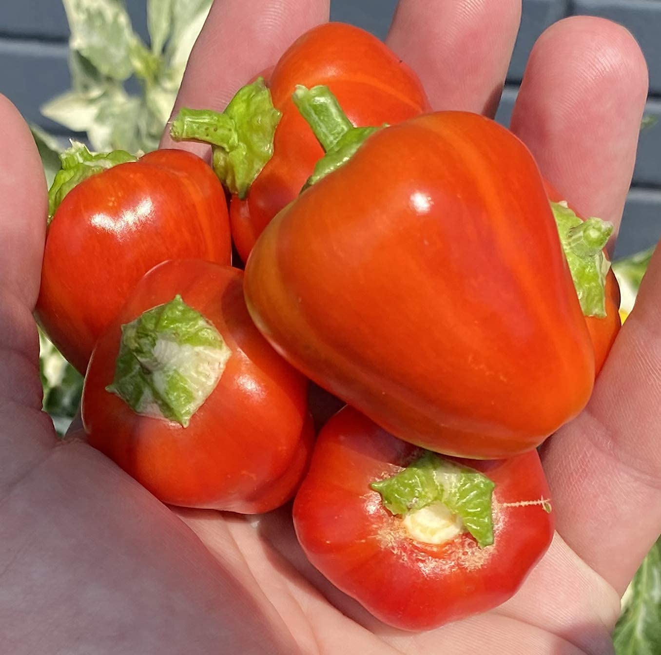 Premium Variegated Baby Bell Pepper Seeds - 100pcs/Packet - Non-GMO Heirloom Vegetable Seeds for Home Garden, Indoor & Outdoor Planting, Container Gardening, Fresh Salads & Cooking