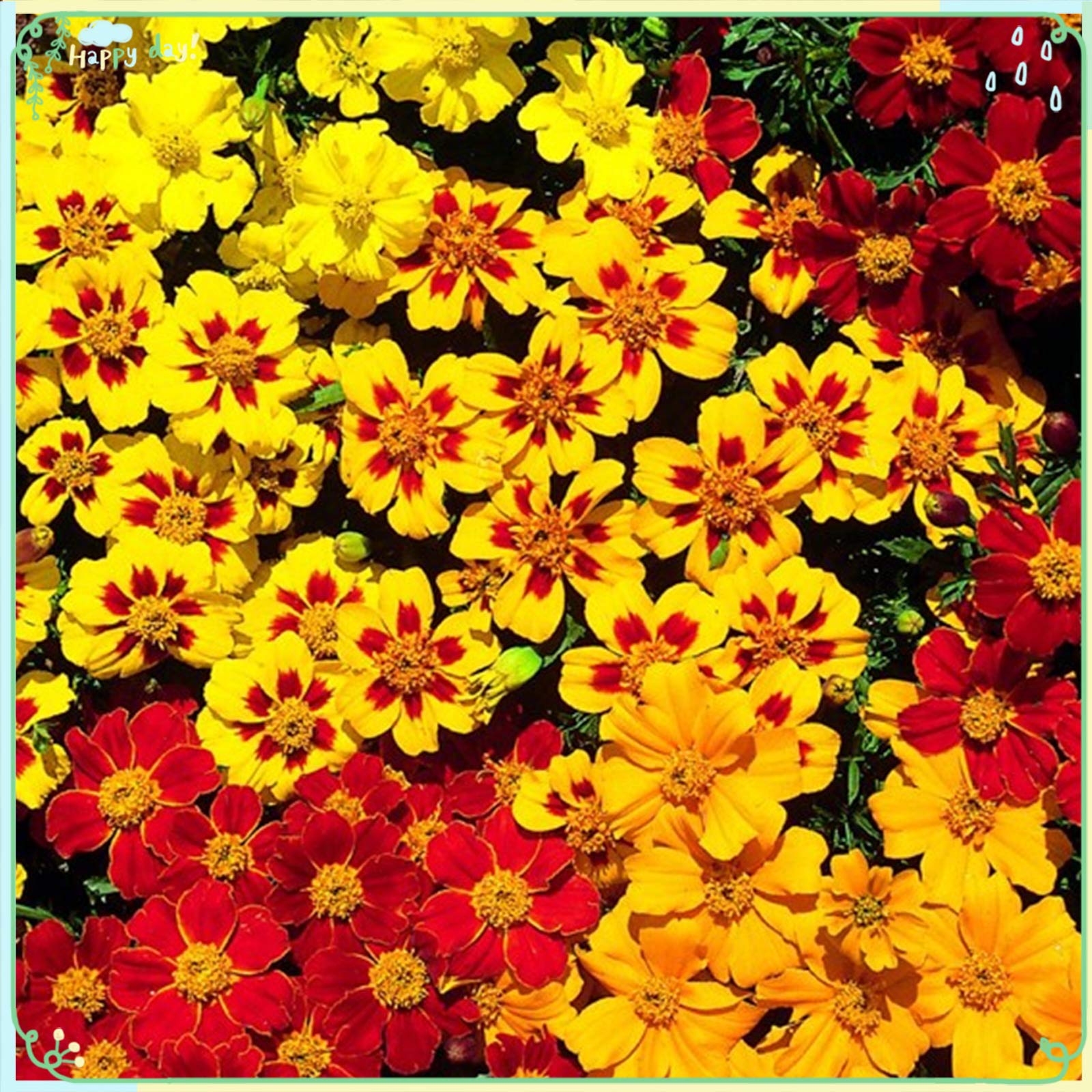 200+ Rare Marigold Fantasia Mix Flower Seeds for Planting - Perfect for Home Gardens, Landscaping & DIY Floral Arrangements