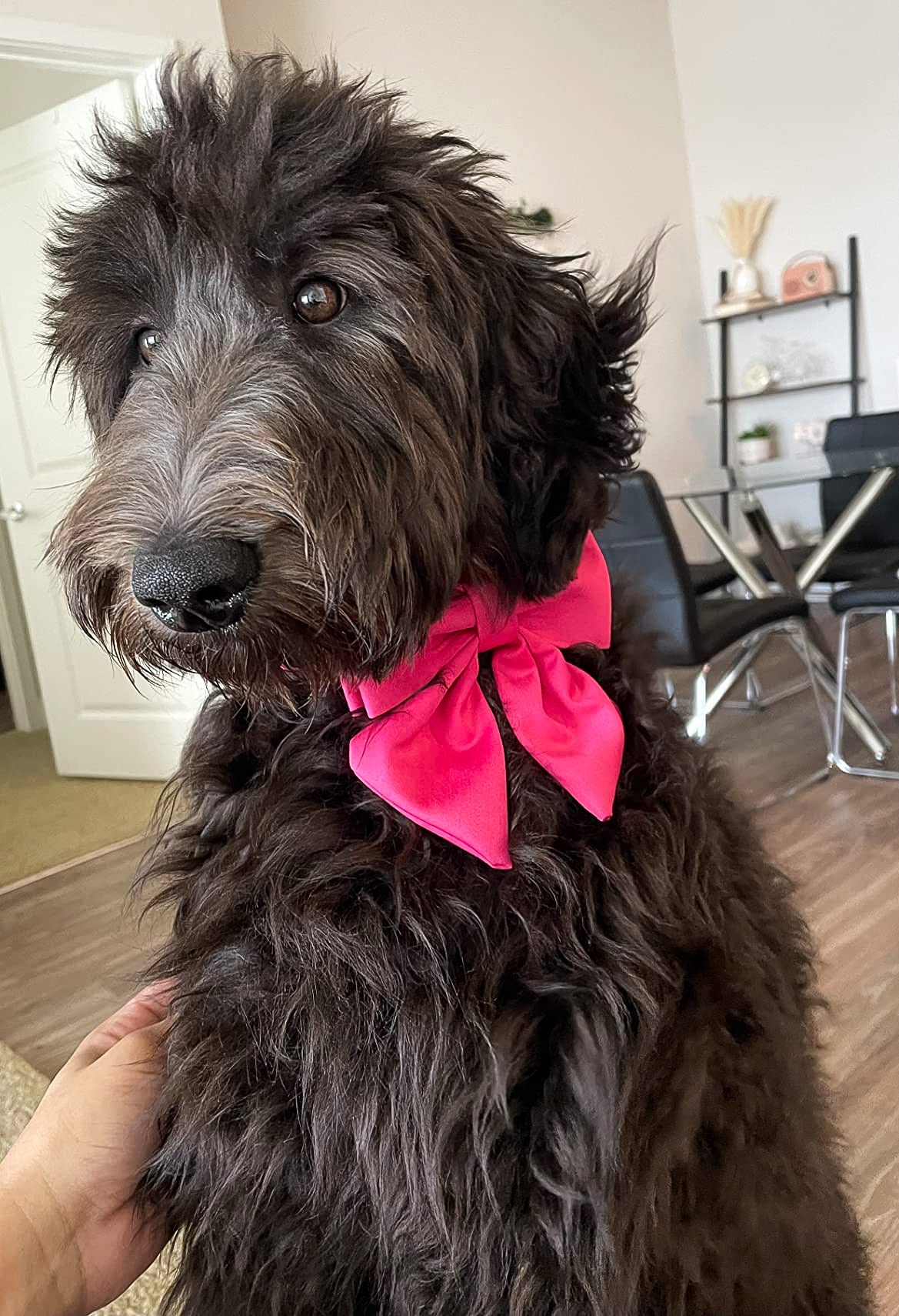 Premium Maca Bates Dog Collar with Adjustable Rose Red Bow Tie - Breakaway Safety Design for Small, Medium, Large & XL Dogs | Perfect Birthday Gift for Puppies, Female & Male Pets | Great for Special Occasions, Photo Shoots & Daily Walks