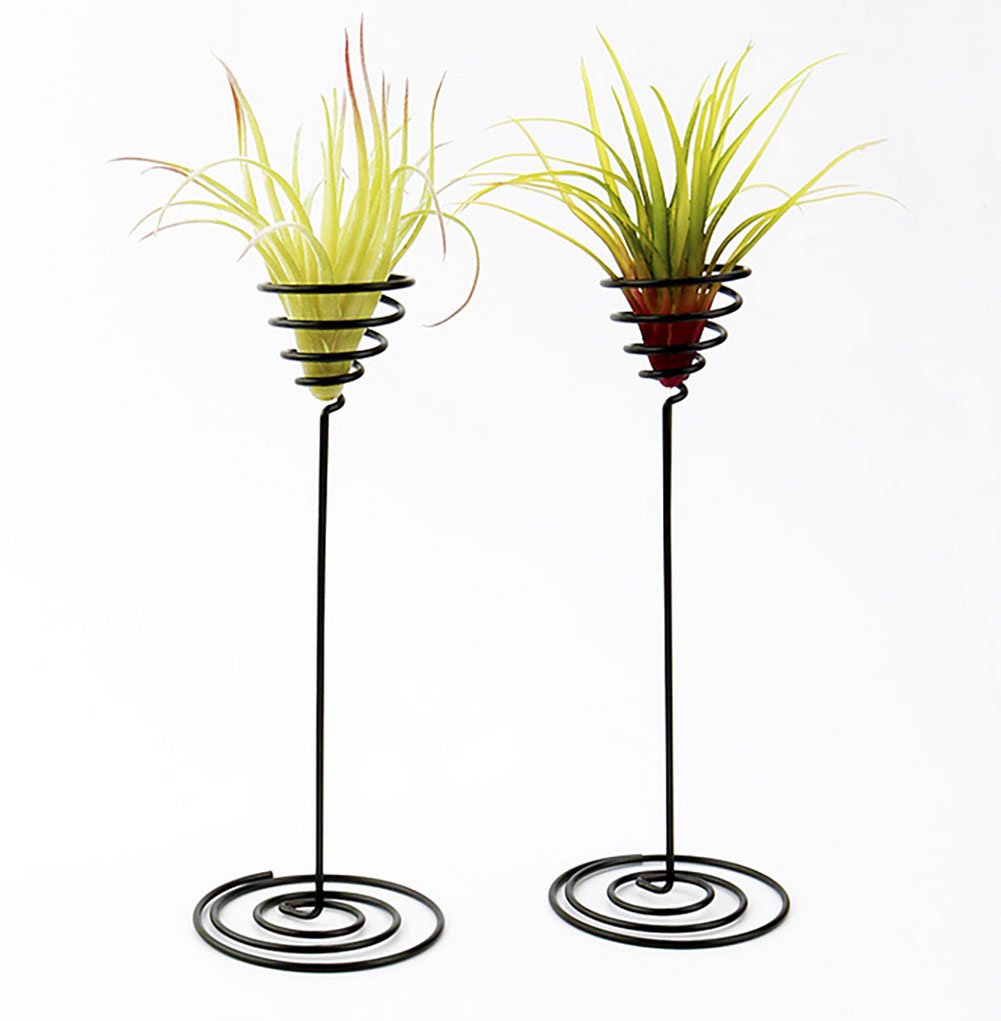 Air Plant Stand Holder - 2 Pack Tabletop Planter Base for Tillandsia | Modern Home & Office Decor | Perfect for Desks, Shelves & Gift Giving