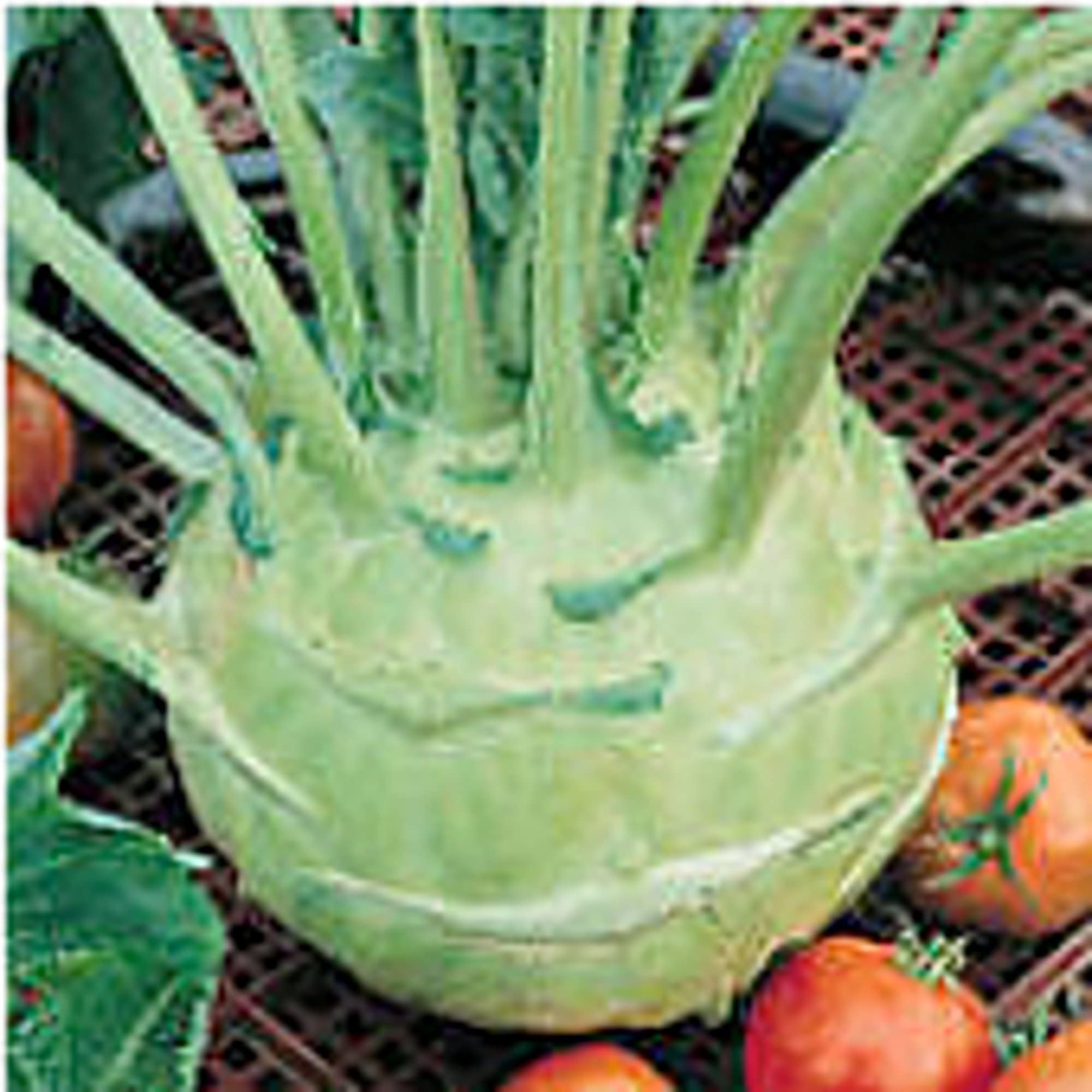 Non-GMO Superschmelz Kohlrabi Seeds (20+ Seeds) - Vegetable, Fruit, Herb & Flower Seeds for Planting | Home Garden, Greenhouse & Indoor Container Gardening