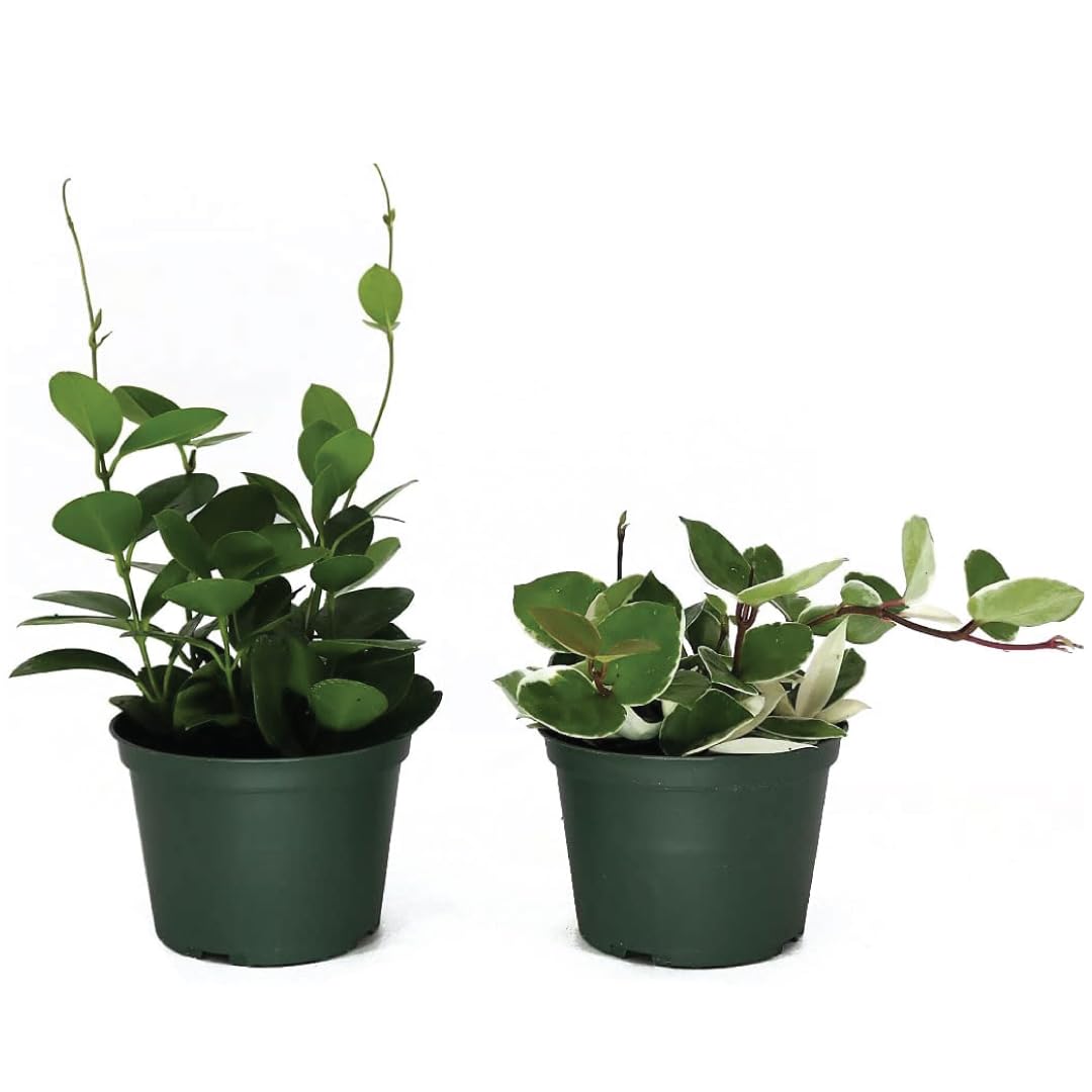 Live Assorted Hoya Plants in 6