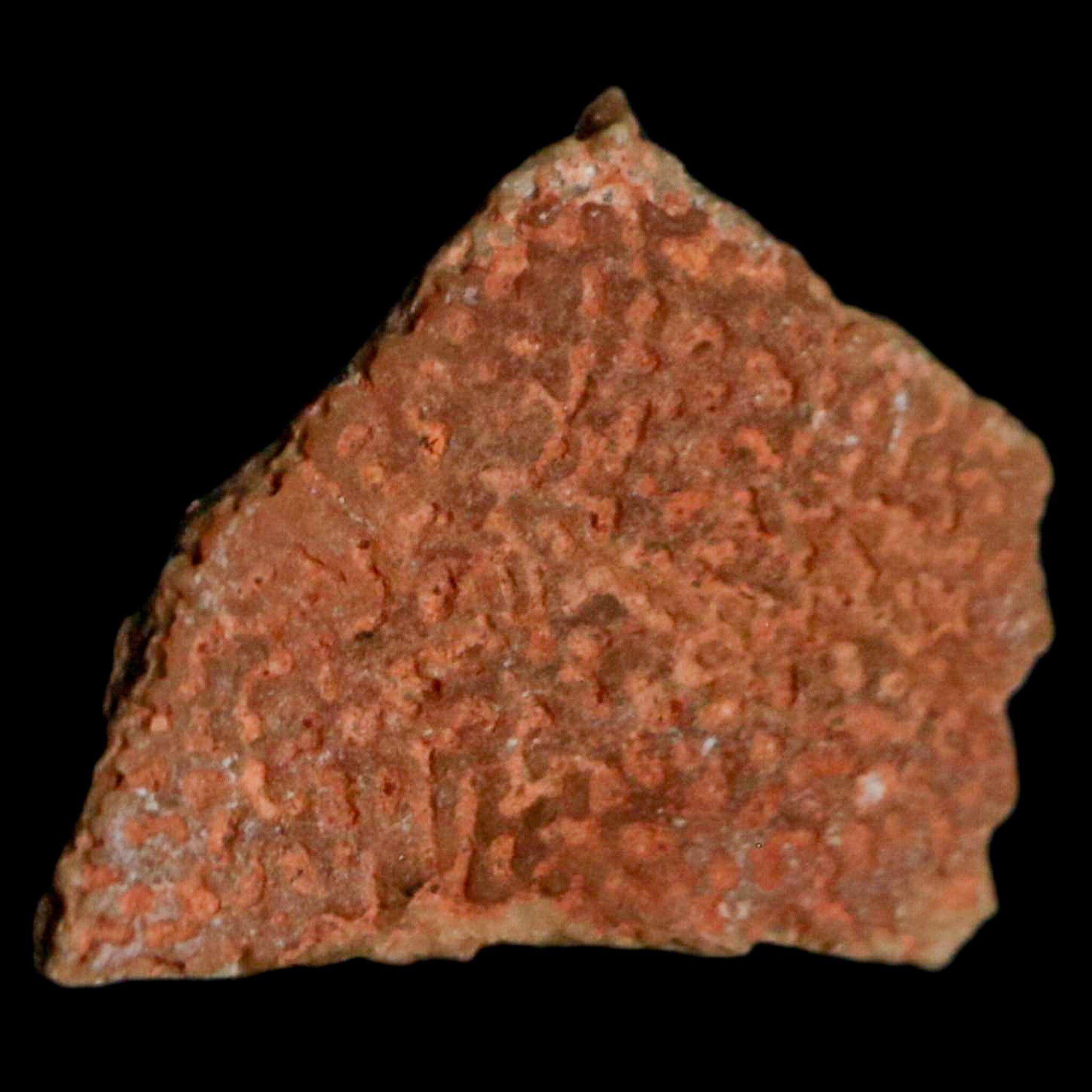 Authentic 0.5 Megaloolithus Titanosaur Dinosaur Fossil Egg Shell from Bouches-du-Rhône, France - Rare Collector's Item for Museum Display & Paleontology Enthusiasts - Perfect for Educational Exhibits, Home Decor, and Science Classrooms