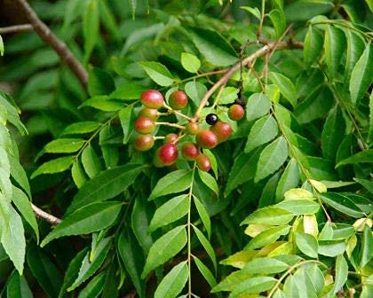 Organic Curry Leaves Plant (Murraya Koenigii) - Large Size Healthy Live Herb for Cooking, Ayurveda & Home Garden - Perfect for Indian Cuisine, Herbal Remedies & Fresh Aroma