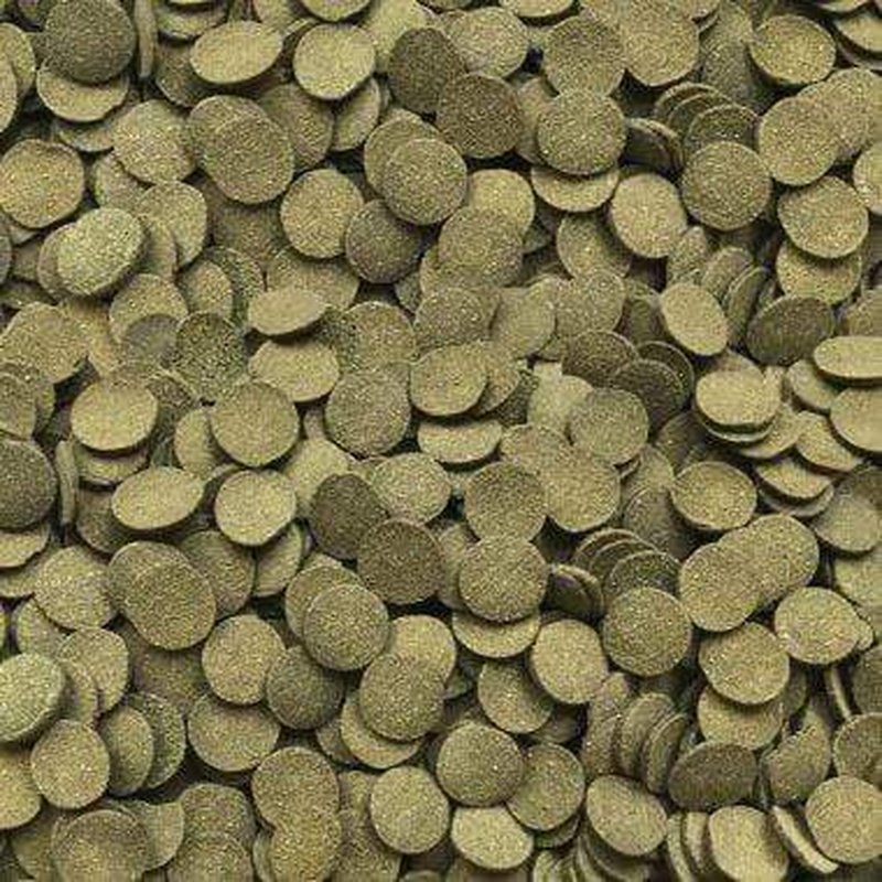 Fluval Bug Bites Algae Crisps - High Protein Fish Food for Tropical & Marine Fish - Perfect for Aquariums, Fish Tanks & Pond Feeding
