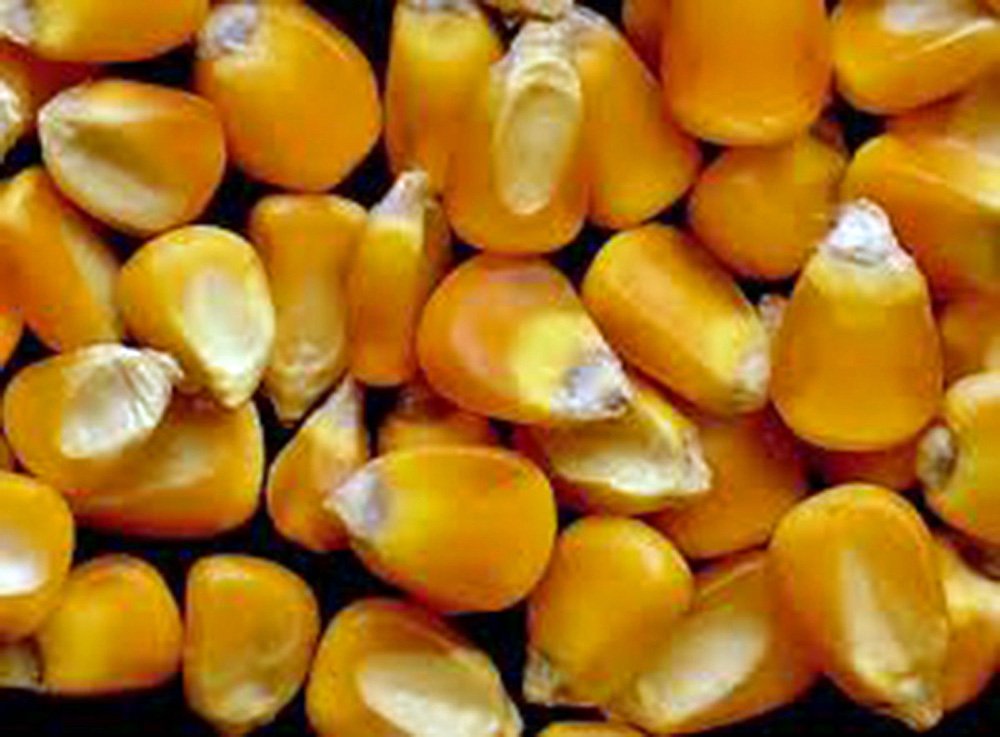 Non-GMO Heirloom Corn Seed Garden Collection - 6 Top Varieties by Country Creek Acres for Home Gardening & Sustainable Farming