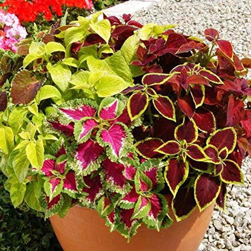 Coleus Blumei Seed Mix - Painted Nettle Non-GMO Flower Seeds (200+ Seeds) for Gardening, Landscaping & Indoor/Outdoor Planting