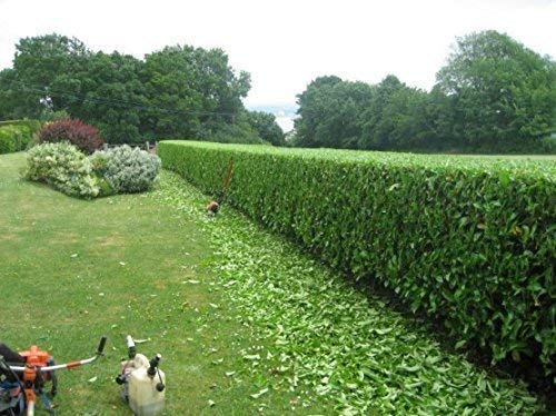 Sweet Viburnum Odoratissimum - 30 Live Evergreen Plants for Privacy Hedge - Fragrant Flowering Shrubs for Landscaping, Garden Borders & Natural Fence Screening