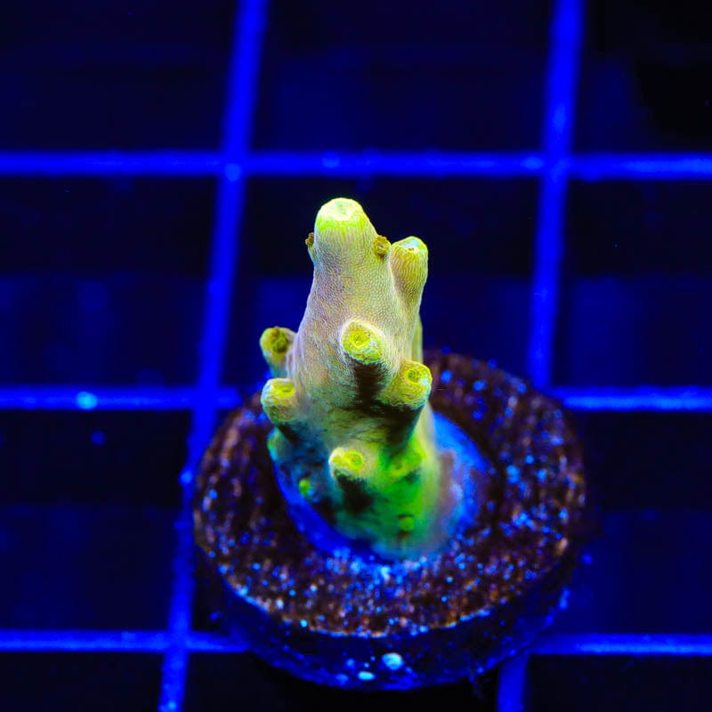 Premium CB Golden Jawdropper Acropora Coral for Saltwater Aquariums - Vibrant Color & Fast Growth - Perfect for Reef Tanks & Coral Frags