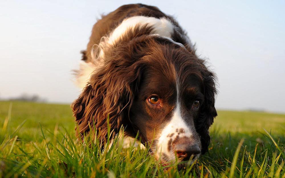 Premium 500-Piece Wooden Jigsaw Puzzle - English Springer Spaniel Dog Breed - Fun Family Game & Educational Toy for Adults & Kids - Perfect Birthday Gift for Puzzle Lovers (Ideal for Family Game Nights, Stress Relief & Home Decor)