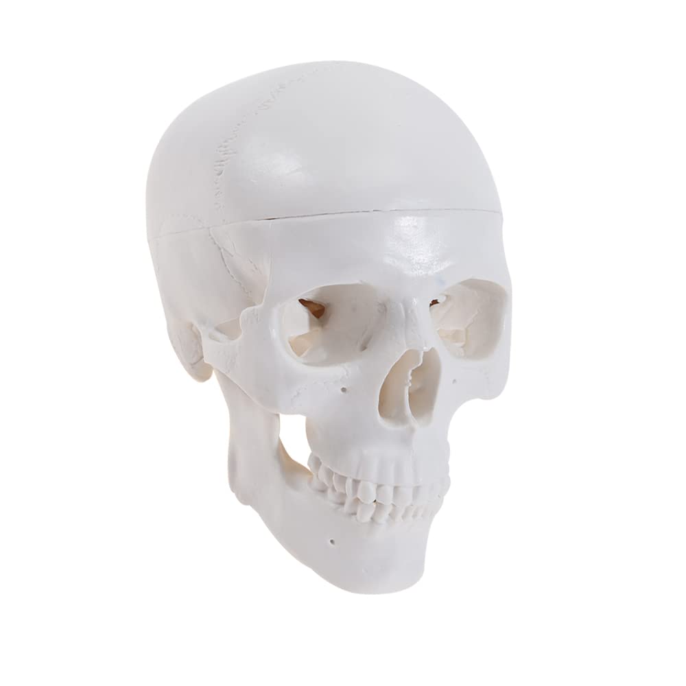 Mini Human Skull Anatomy Model with Removable Skull Cap & Articulated Jaw - 3.8x3x3.8in Educational Science Display for Medical Students, Halloween Decor & Classroom Teaching