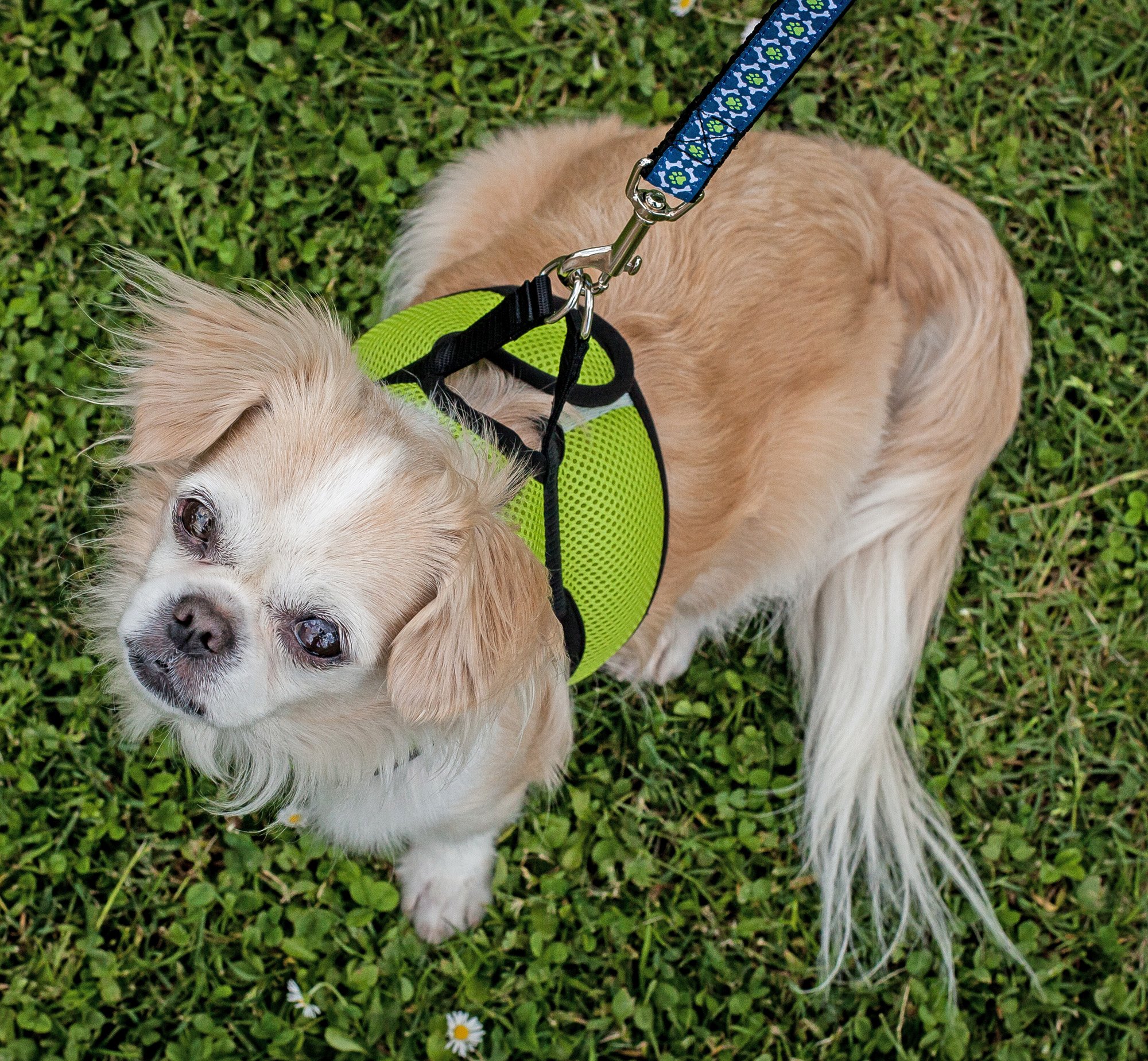 RC Pet Products Step-in Cirque Soft Walking Dog Harness - Adjustable & Breathable for Small Dogs (Black) | Perfect for Daily Walks, Training & Outdoor Adventures