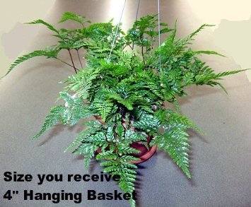 Brown Rabbit's Foot Fern Plant - Davallia Fejeensis - 4 Inch Hanging Basket | Unique Indoor Houseplant from JMBamboo | Perfect for Home Decor, Office Plants & Gift Ideas