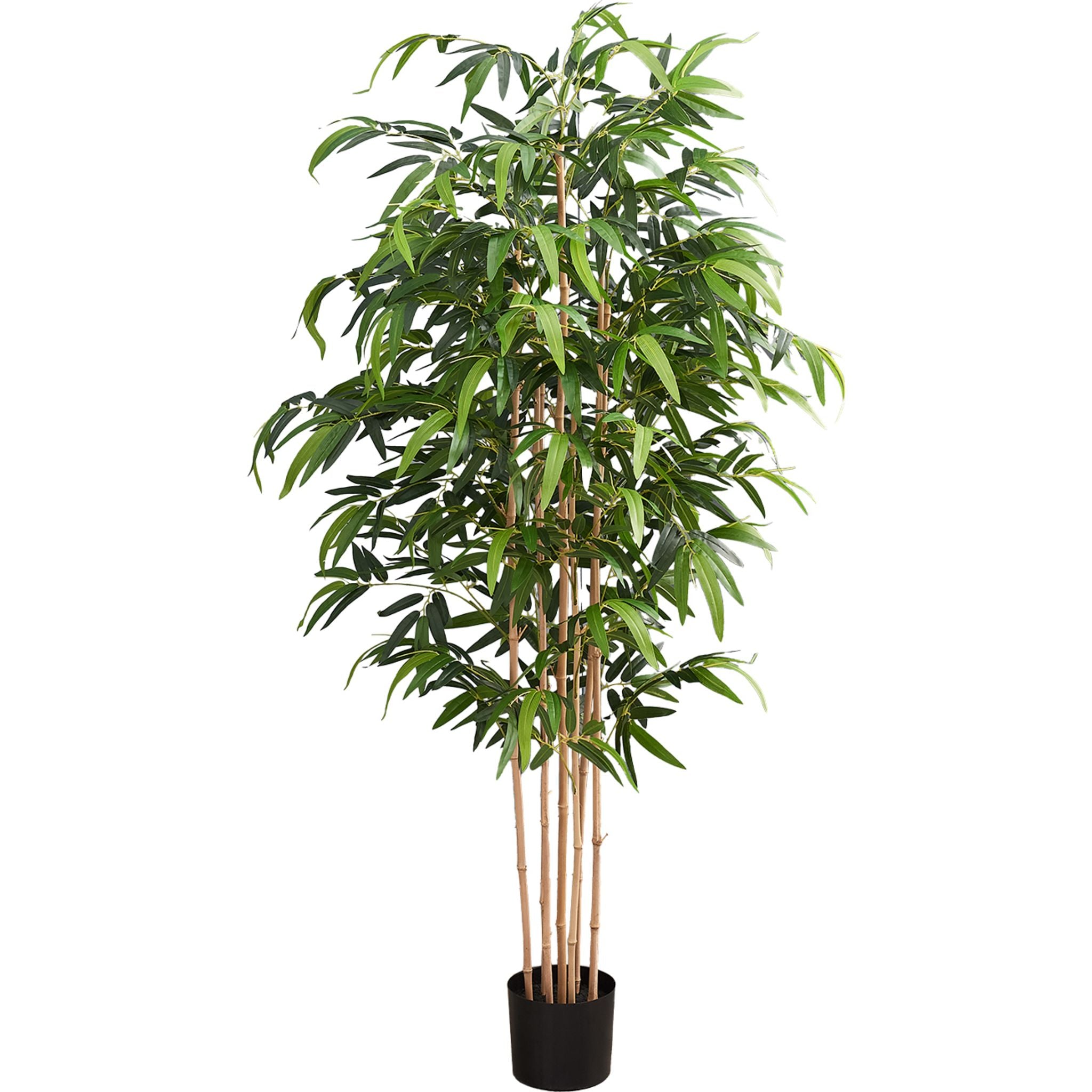 Premium Bamboo Tree for Home & Office Decor - Natural Eco-Friendly Indoor Plant for Living Room, Bedroom, or Workspace