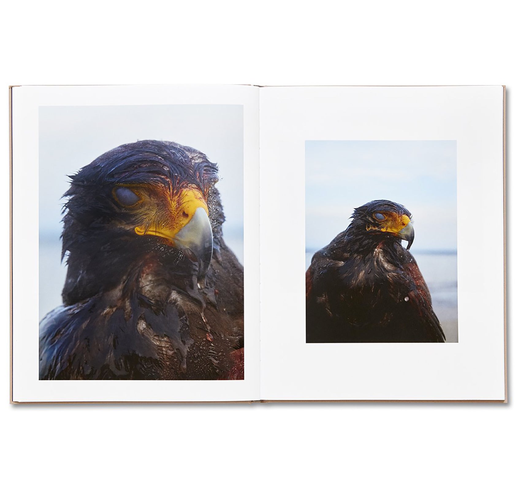 Murder by Guillaume Simoneau - Crime Photography Book - Perfect for Art Collectors & Noir Enthusiasts