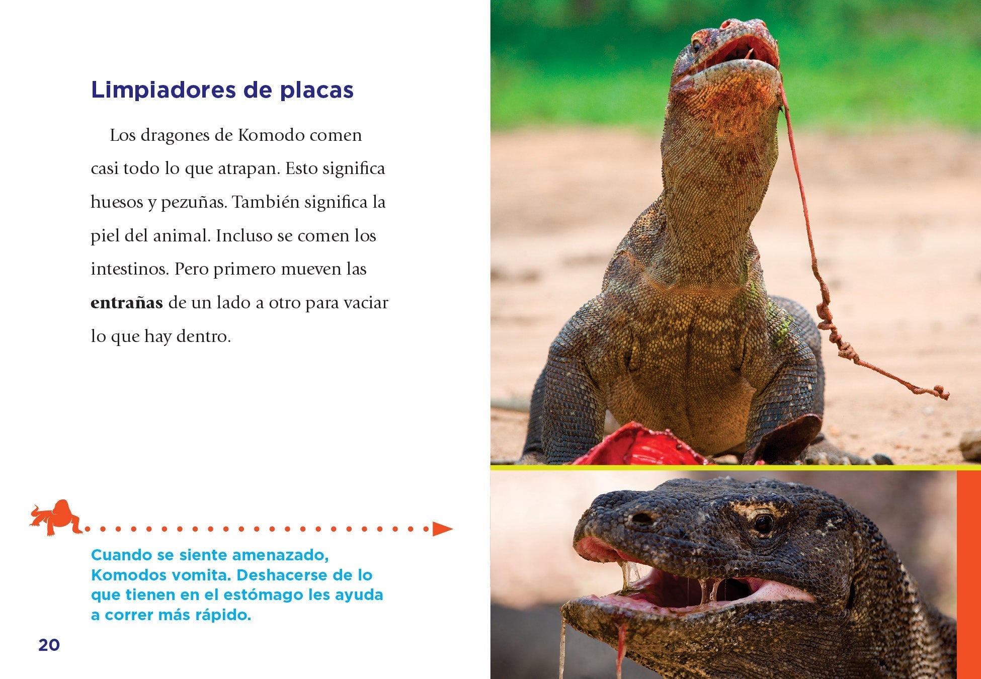 Komodo Dragons - Authentic Indonesian Reptile Figurine for Collectors & Home Decor | Perfect for Gifts, Display & Educational Use