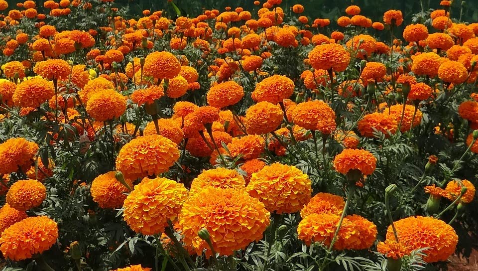 Black Duck Brand 200-Pack Mixed Annual Cut Flower Seeds - Grow Your Dream Garden with Premium Flower Seed Packets - Ideal for Bouquets, Landscaping & Home Gardening