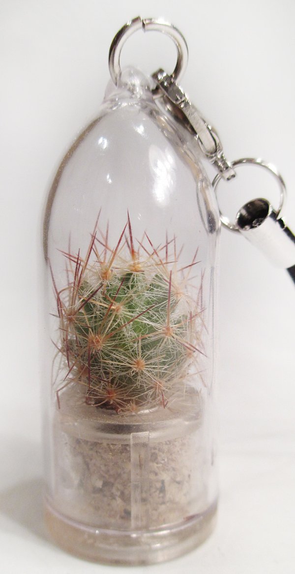 Arizona Cactus Live Terrarium Plant Keychain - Unique Succulent Gift for Plant Lovers, Home Office Desk Decor, DIY Terrarium Accessory