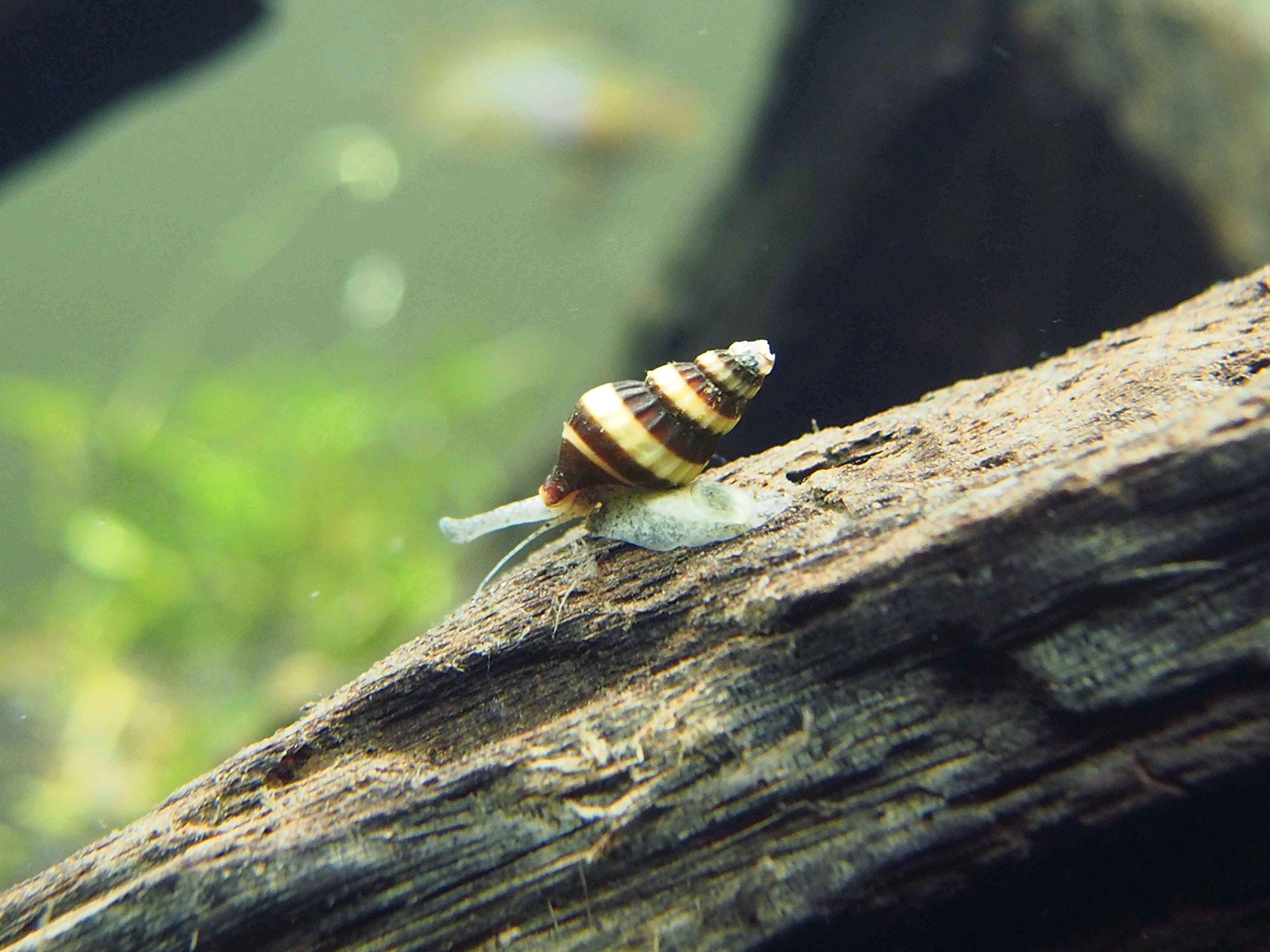 10 Live Assassin Snails (Clea Helena) for Aquarium & Pond - Natural Snail Control Solution | Perfect for Nano Fish Tanks & Aquarium Maintenance | Eliminates Pest Snails in Freshwater Tanks