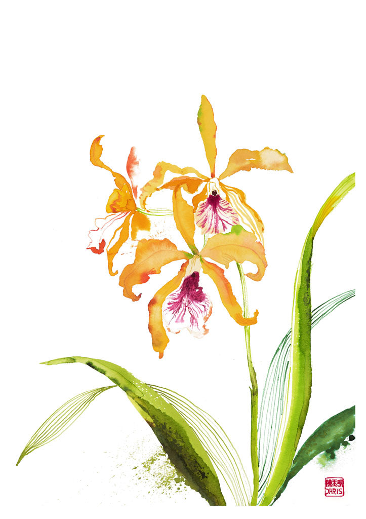 Blc Keowee x Schm Splendida Orchid - Exotic Hybrid Orchid Plant for Home Decor, Office & Gift Giving