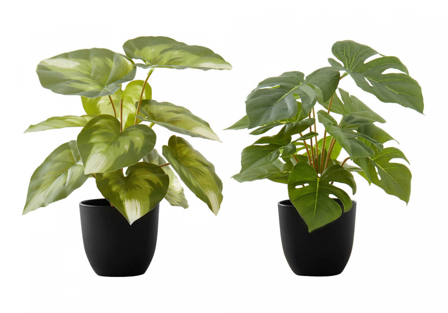 13 Monstera and Calathea Plants Set with 4 Black Pots - Indoor Houseplants for Home & Office Decor - Perfect for Living Room, Bedroom, or Gift