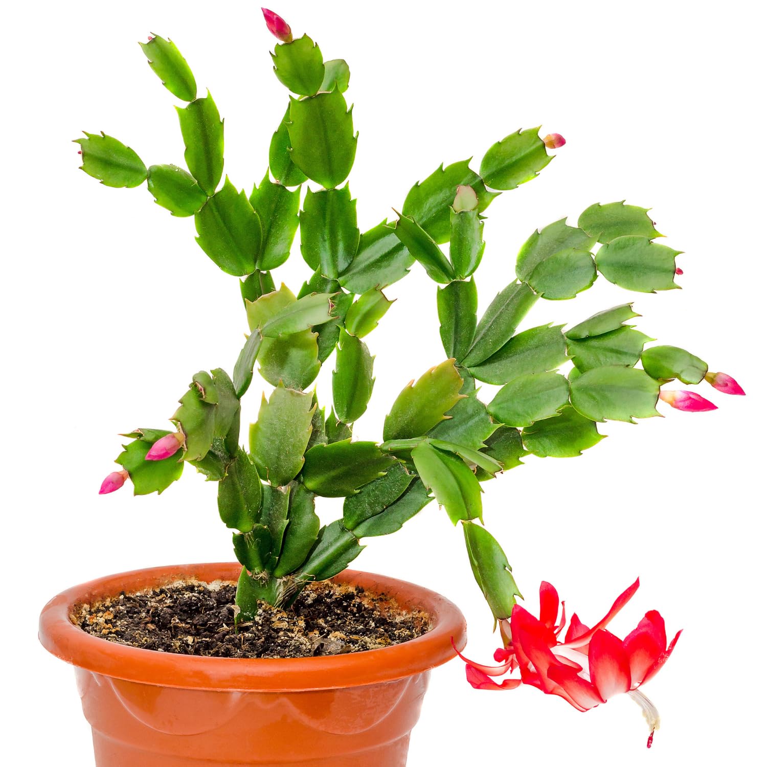 Christmas Cactus Plant - Live Indoor Cactus Tree in 4