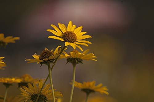 Yellow Daisy Picnic Laminated Poster 20x30 Inch - Vibrant Colors & High-Quality Print - Perfect for Home Decor, Kitchen, Bedroom, or Office Wall Art - Fits Standard Picture Frames