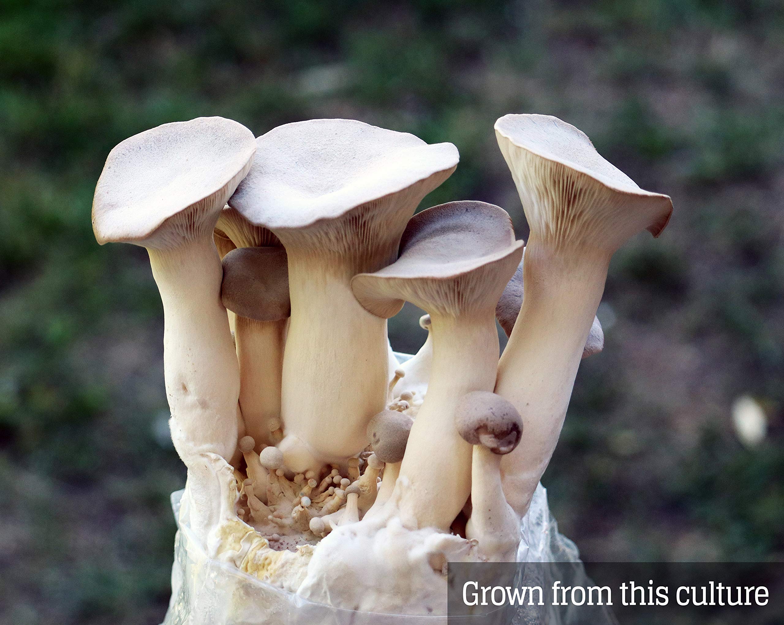 Premium King Oyster Mushroom Liquid Culture (Pleurotus eryngii) - High Yield Spawn for Home Growing, Gourmet Cooking & Organic Farming