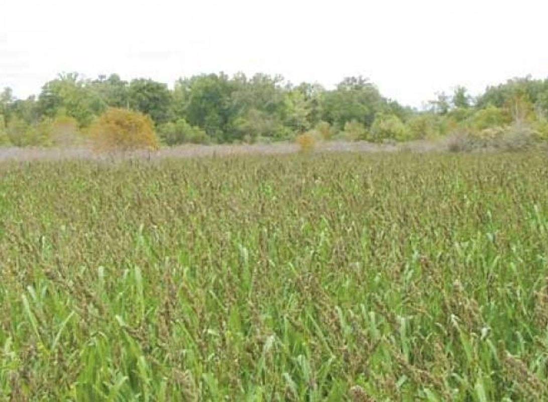 Organic Brown Top Millet Seeds - Non-GMO Heirloom Variety (25+ Seeds) for Home Gardening, Bird Feed & Landscaping | Seed King Express