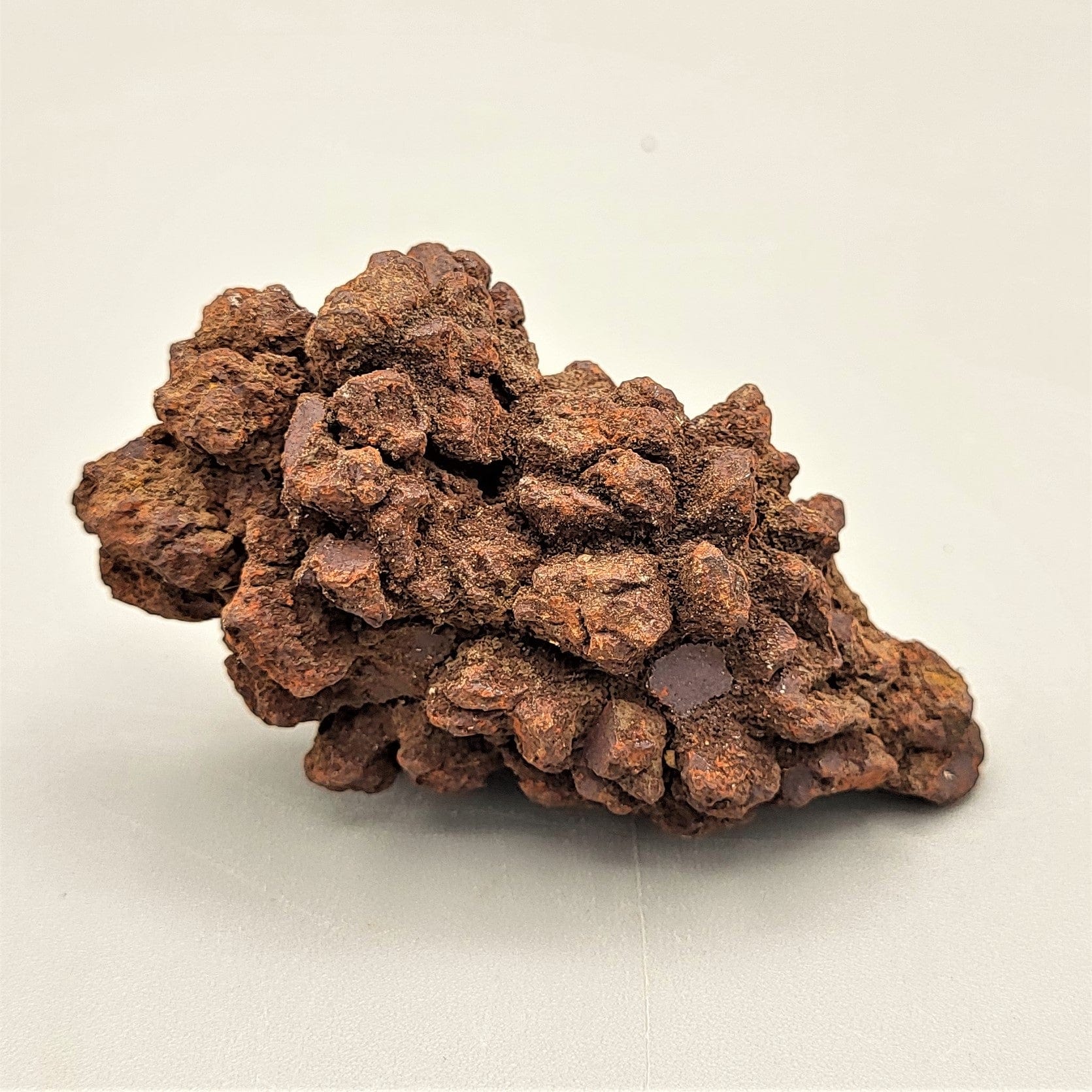 Authentic Coprolite Fossil Specimen - Dinosaur Poop Fossil for Collectors, Education & Home Decor | Perfect for Science Enthusiasts & Paleontology Gifts