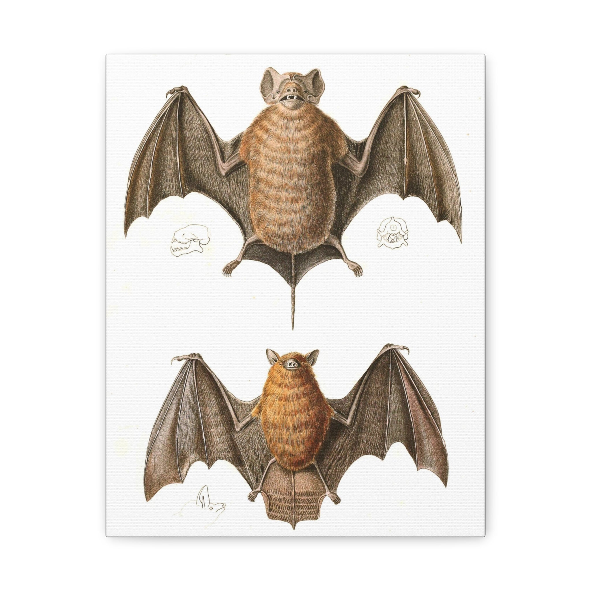 Free Tailed Bats Wall Art - Stunning Wildlife Illustration Canvas Print for Home & Office Decor - Perfect for Nature Lovers, Bat Enthusiasts, and Gothic Interior Design
