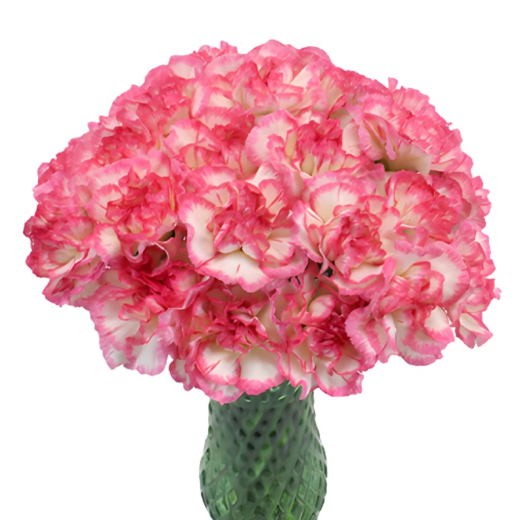 Fresh Bicolor Pink Carnation Flowers - Perfect for Weddings, Home Decor & Romantic Gifts