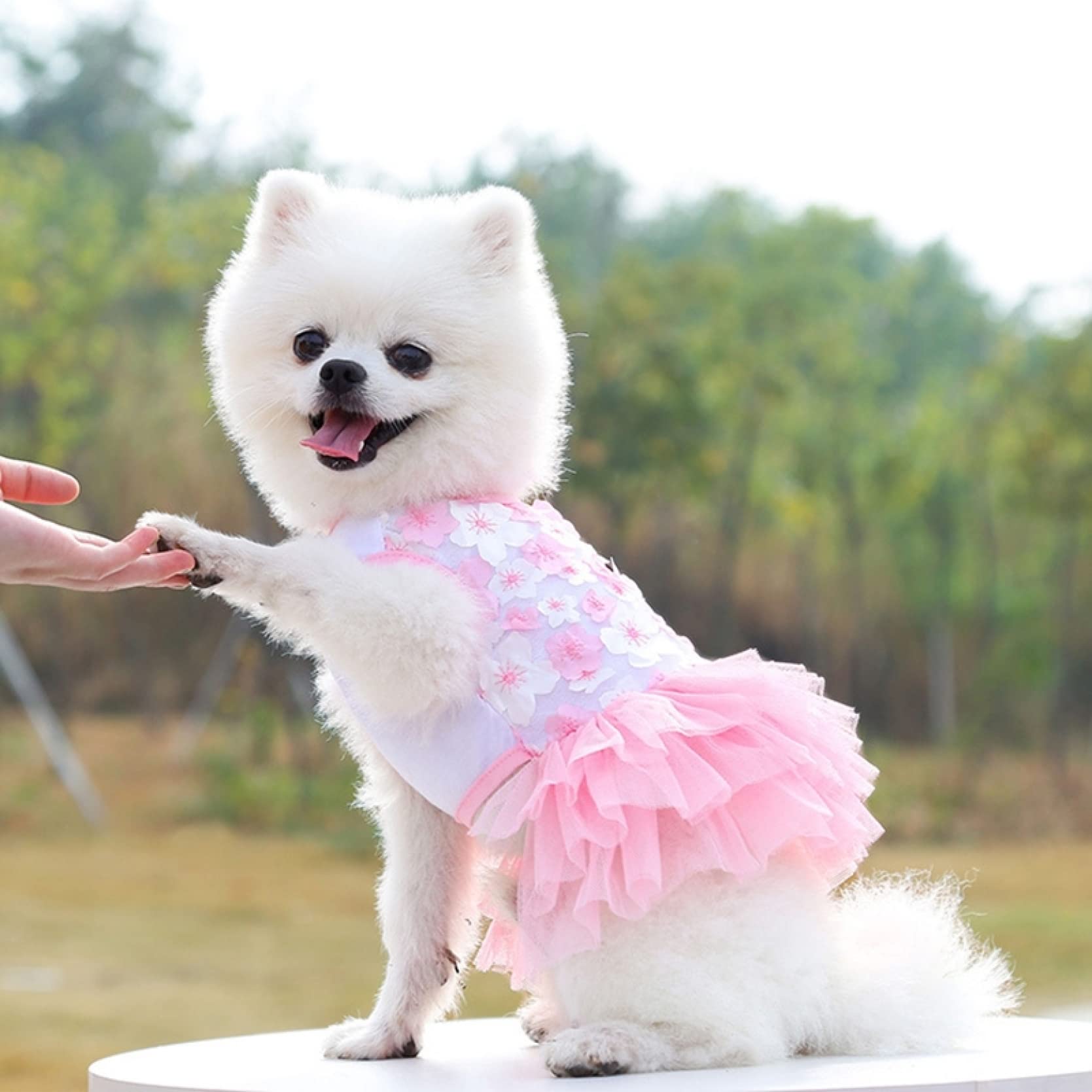 Floral Lace Dog Dress for Small Dogs - Summer & Spring Sleeveless Puppy Skirt - Perfect for Parties, Weddings & Outdoor Adventures