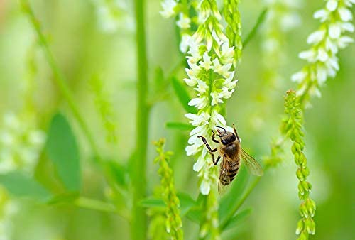 Southwest Semi-Arid Steppe Honey Bee Pasture Seed Blend - 2.5 Acre Pollinator Mix for Beekeeping & Habitat Restoration | Ideal for Arid Climates, Bee Forage, and Sustainable Landscaping