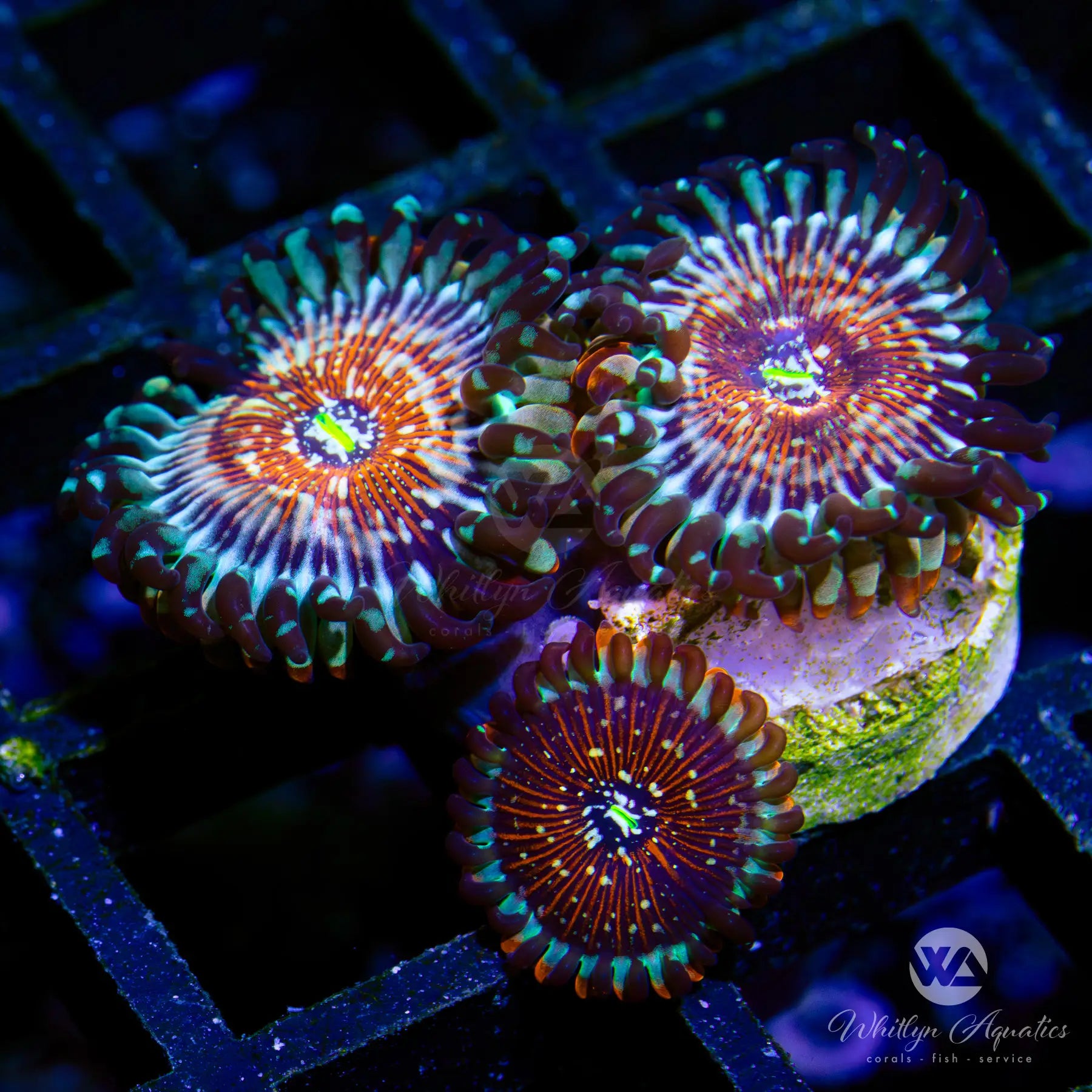 D16 WA Red Zombie Zoa Coral Frag - WYSIWYG Live Coral for Saltwater Aquariums | Perfect for Reef Tanks & Marine Displays