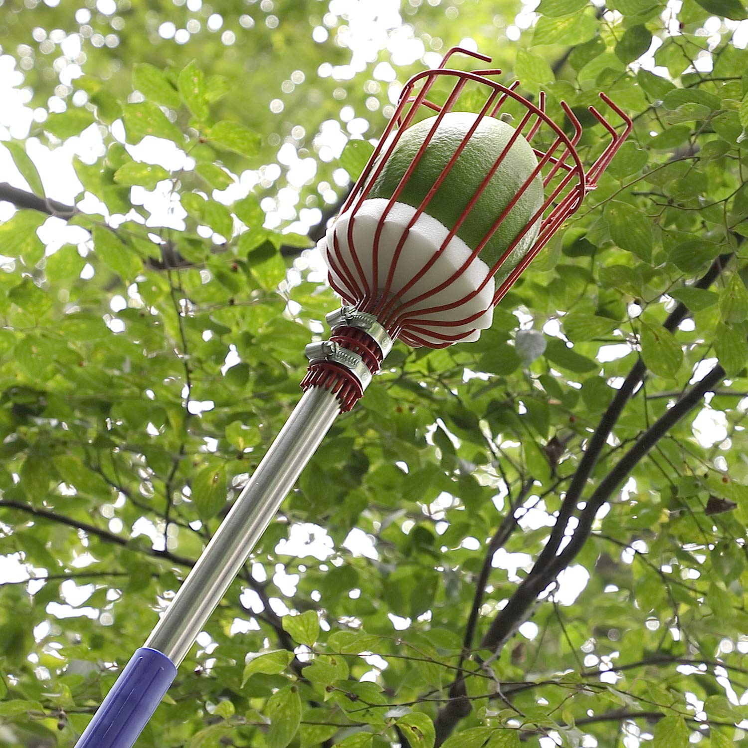 5.5ft Lightweight Stainless Steel Fruit Picker with Extension Pole - Perfect for Harvesting Apples, Oranges & Tree Fruits - Ideal for Home Orchards, Backyard Gardening & Farm Use