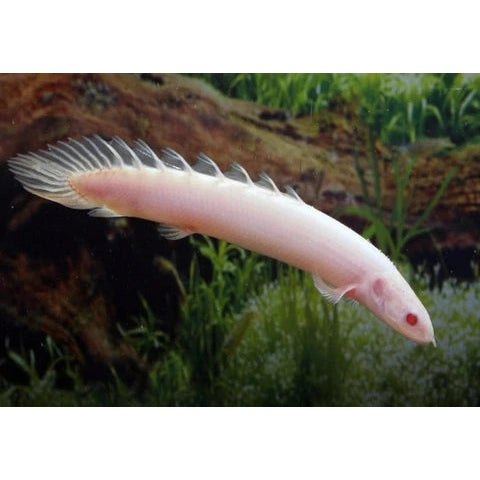 Albino Senegal Bichir 3 Inches - Unique Freshwater Fish for Aquariums & Exotic Fish Tanks | Perfect for Home Aquascaping & Tropical Fish Collections