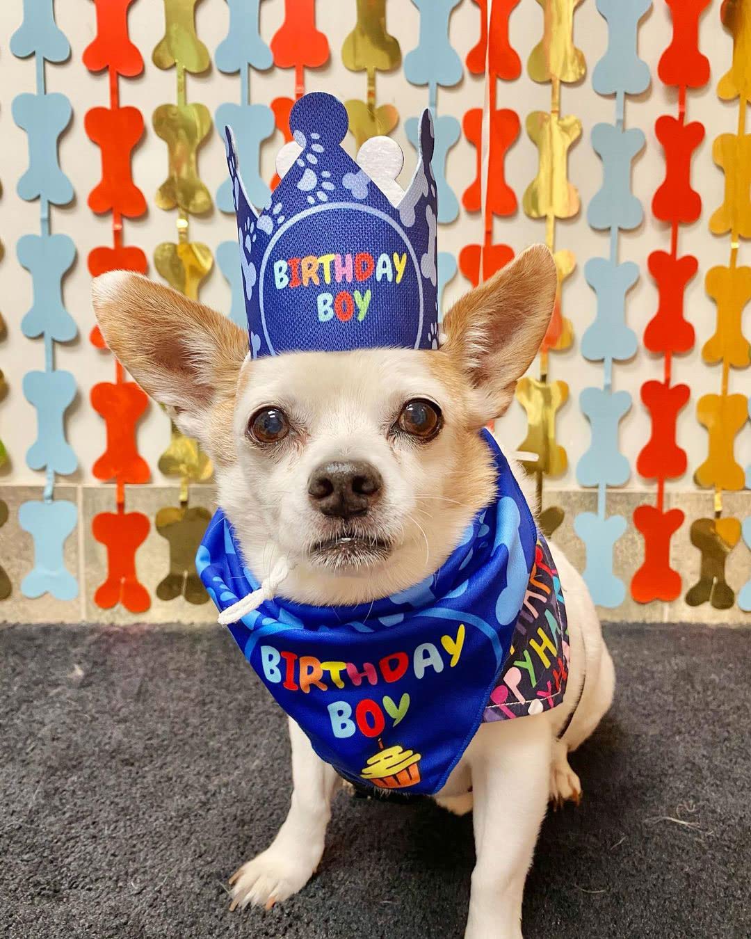Dog Birthday Party Decorations Set - Birthday Bandana, Hat & Banner for Small Dogs & Puppies - Perfect for Birthday Celebrations & Photo Shoots