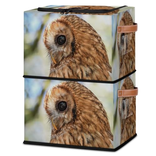 Wilderness Bird Owl Portrait