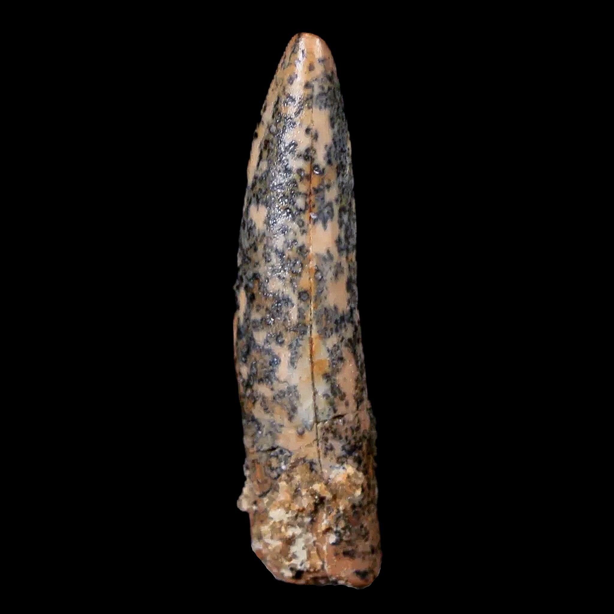 Authentic Pterosaur Coloborhynchus Fossil Tooth - Upper Cretaceous Era - Morocco Origin - Includes COA & Display Case - Perfect for Paleontology Collectors, Museum Displays & Educational Use