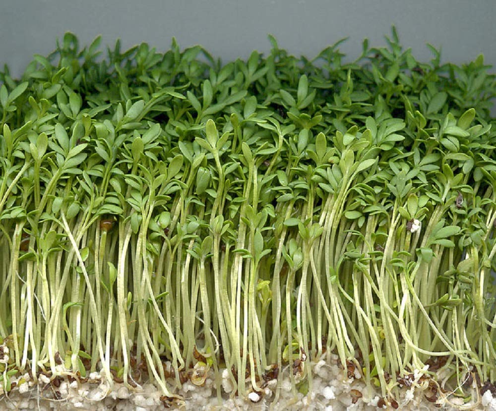 Cool Beans N Sprouts Curled Cress Seeds - 500 Count Pack for Home Gardening | Perfect for Salads, Sandwiches & Microgreen Cultivation