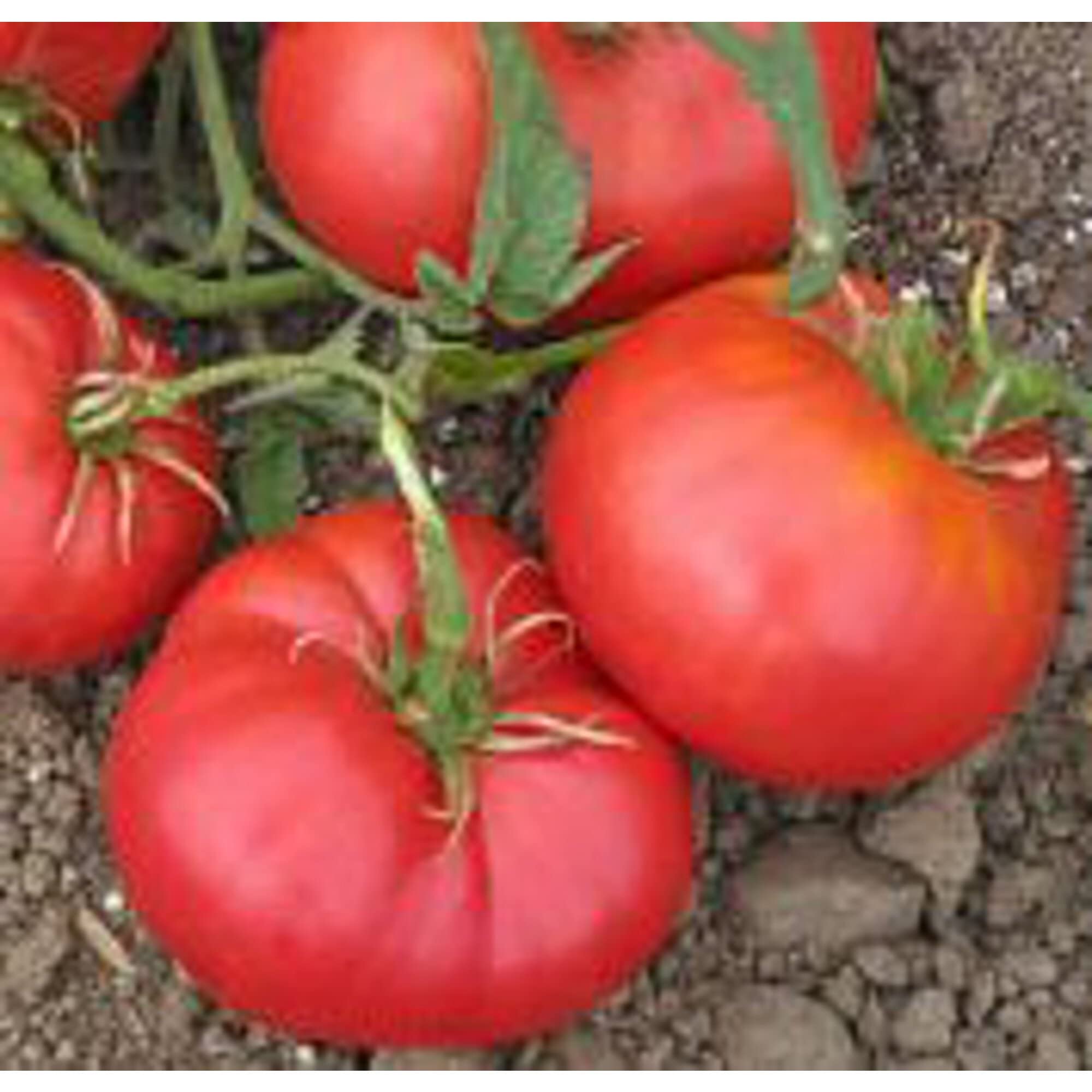 Non-GMO Bulgarian Triumph Tomato Seeds (20+ Seeds) | Heirloom Vegetable Seeds for Planting | Home Garden, Greenhouse, or Container Gardening | Perfect for Fresh Salads, Sauces, and Canning