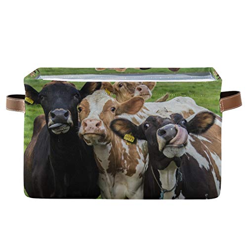 Cow Cattle