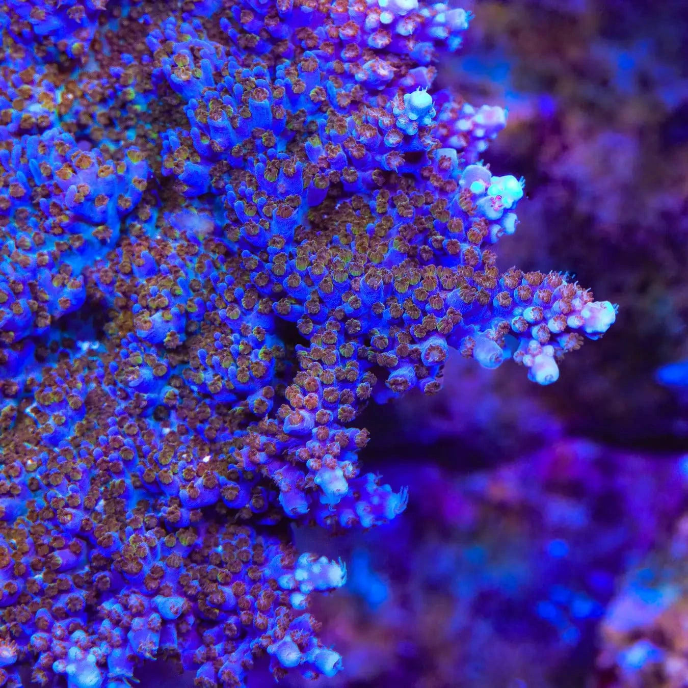 ARC Fireworks Acropora Coral - Premium Saltwater Aquarium Coral for Reef Tanks | Vibrant Colors & Easy Care | Perfect for Marine Aquascaping & Coral Propagation