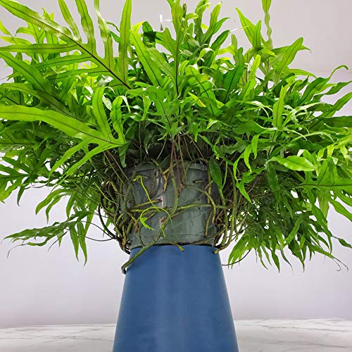 Kangaroo Fern Hanging Basket - 12 Inch Indoor Outdoor Hanging Planter with 20-24 Inch Spread - Tropical Houseplant from Florida (Includes Plant, Fertilizer & Potting Soil) - Perfect for Patio, Balcony, Living Room & Office Decor